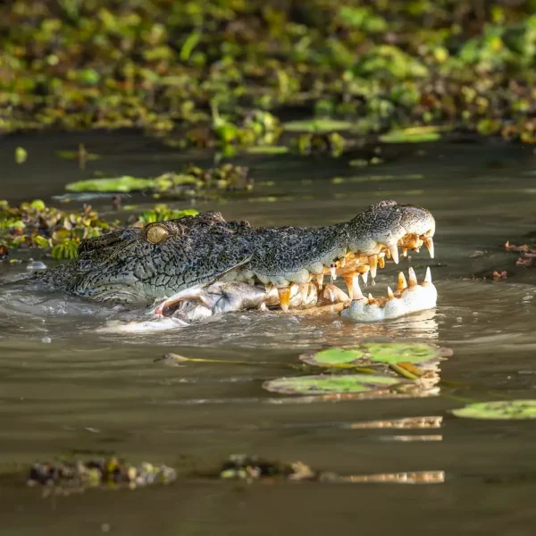 1 day kakadu tours from jabiru