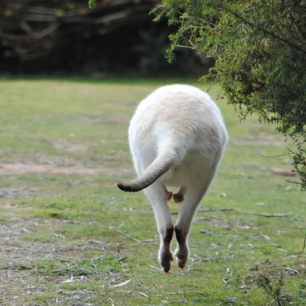 10 day trip tasmania itinerary