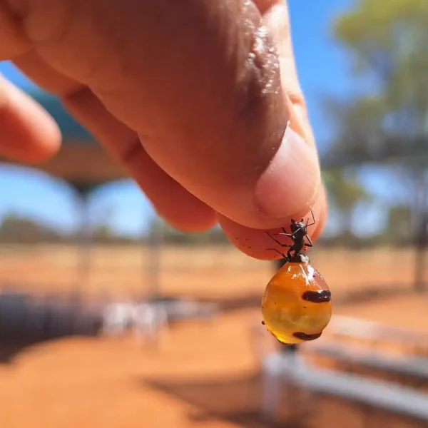 3 day Uluru sightseeing from Yulara
