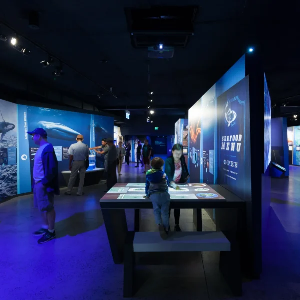 phillip island penguins tour