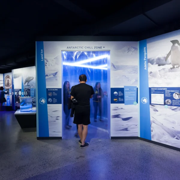 penguin parade tour melbourne