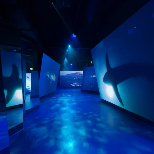 penguin parade tours