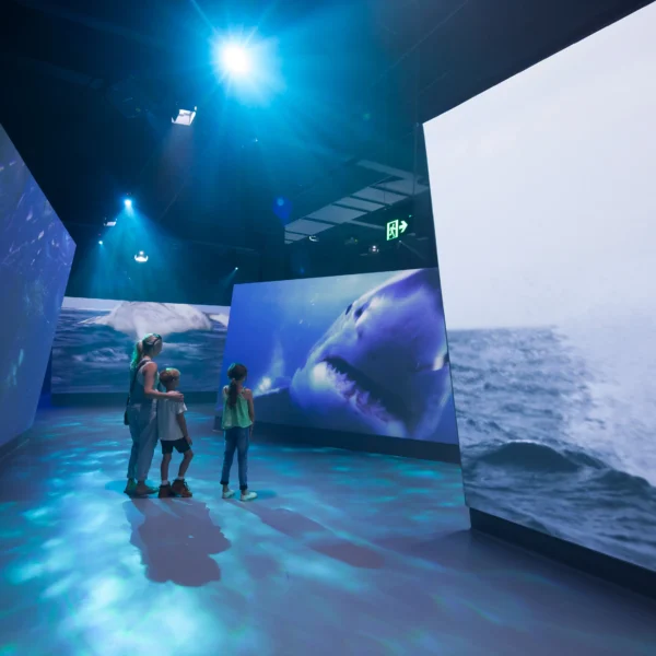 penguin phillip island