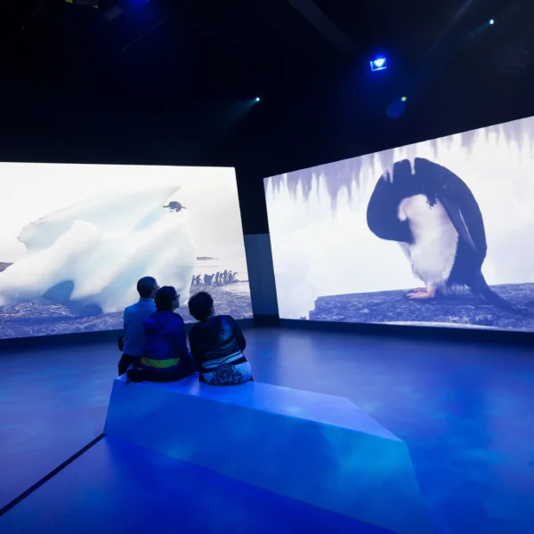 phillip island penguin parade tour from melbourne