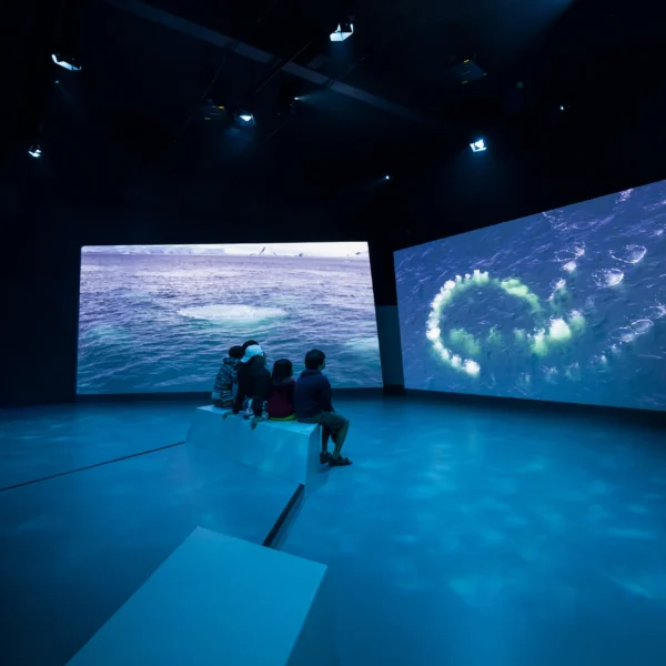 melbourne penguin parade tour