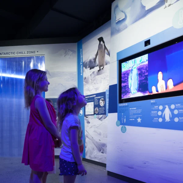 penguin tour melbourne