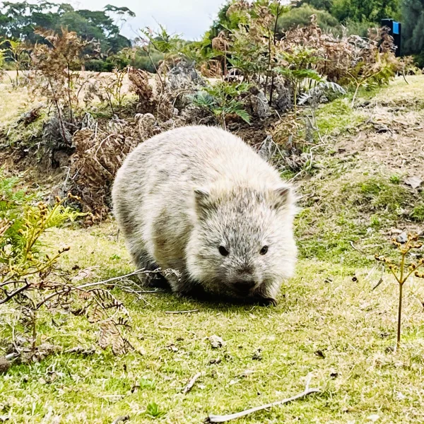 6 day Tasmania wilderness trip