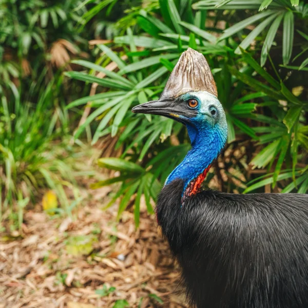 7 day premium queensland tour