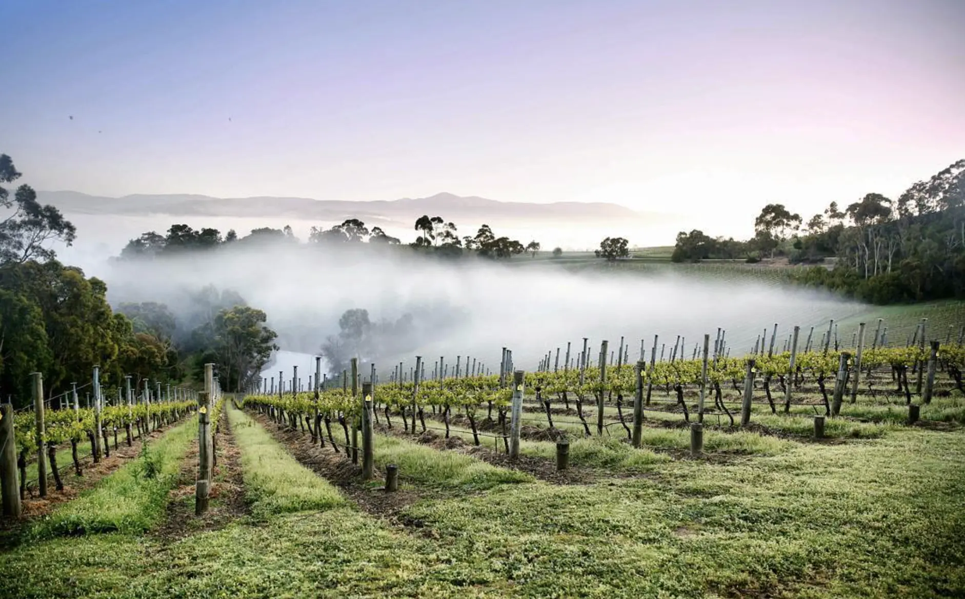 A Focus on Cool-Climate Wines