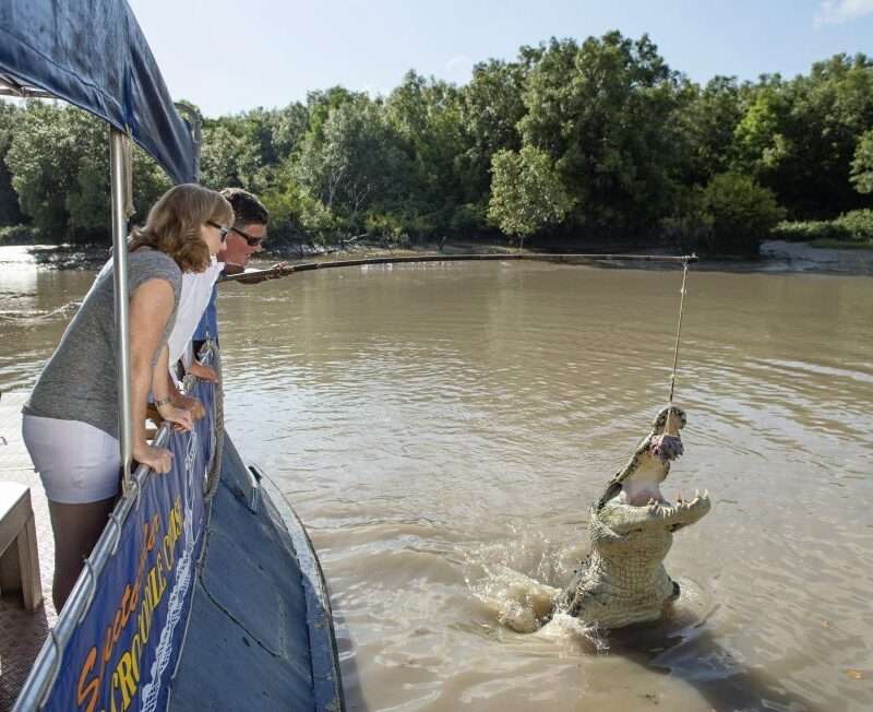 Saltwater Crocodiles in Kakadu National Park