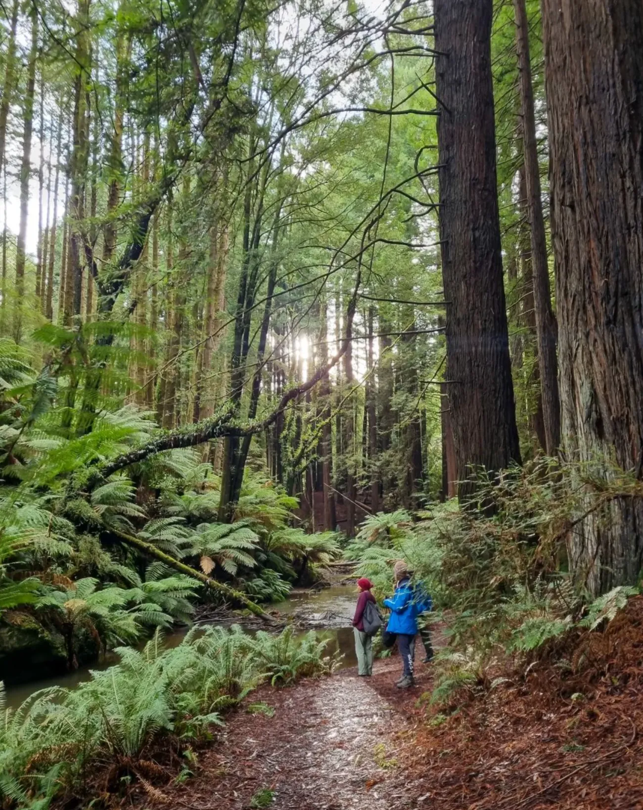 Ancient Rainforests