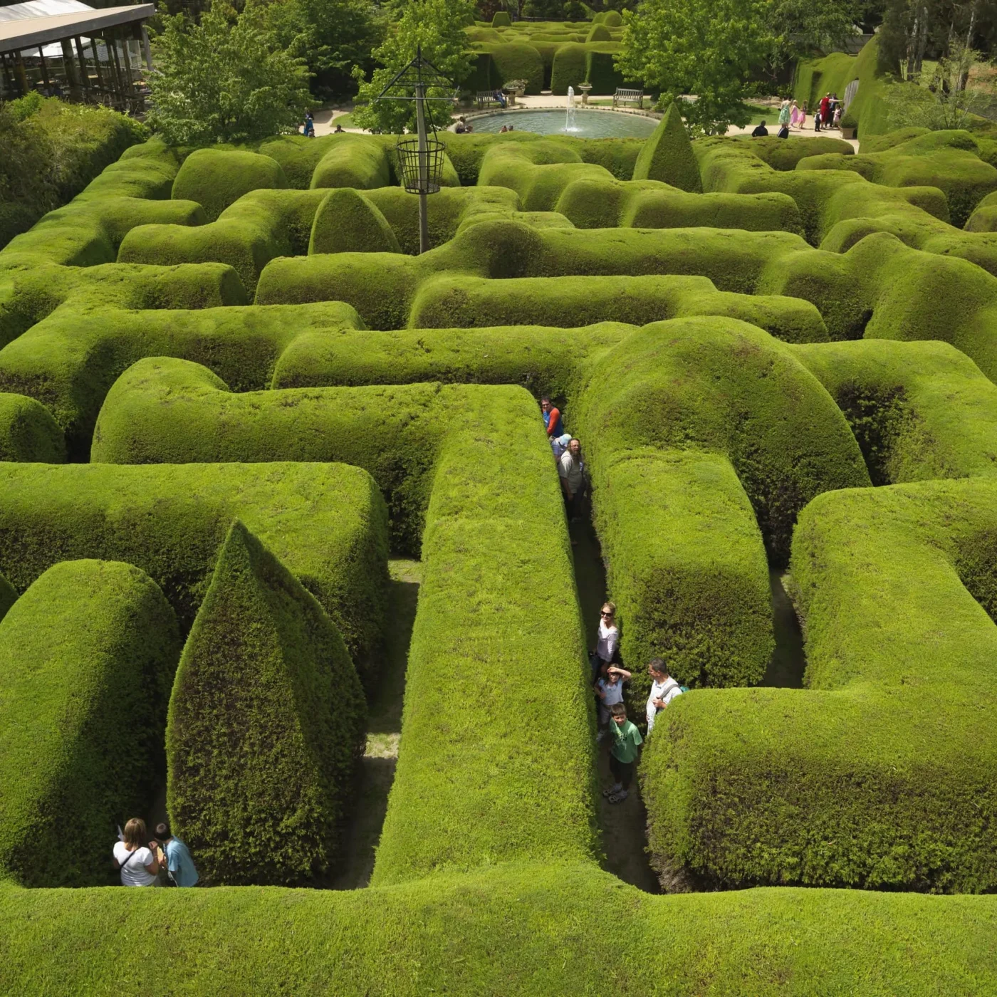 Ashcombe maze & lavender gardens