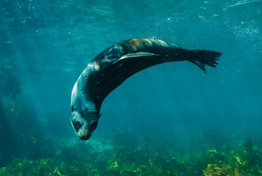 Be aware of marine life