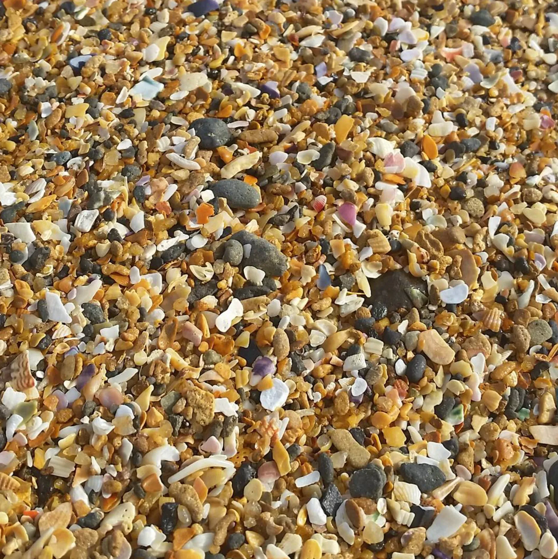 Beachcombing and Shell Collecting