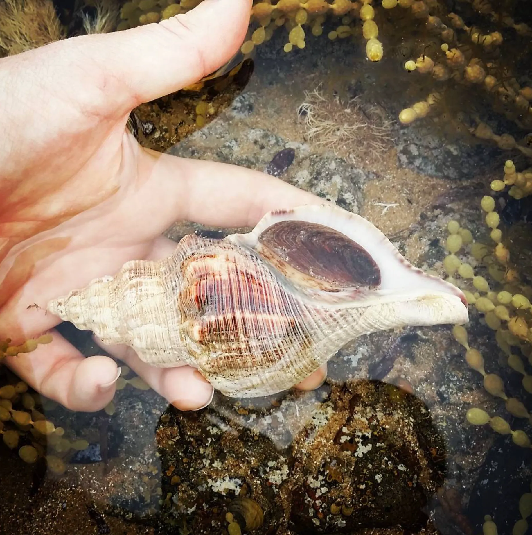 Beachcombing and Shell Collecting