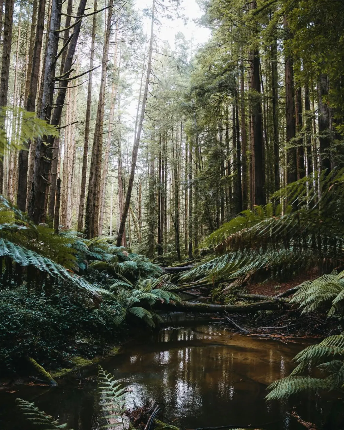 Beech Forest