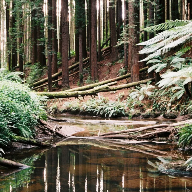 Beech Forest