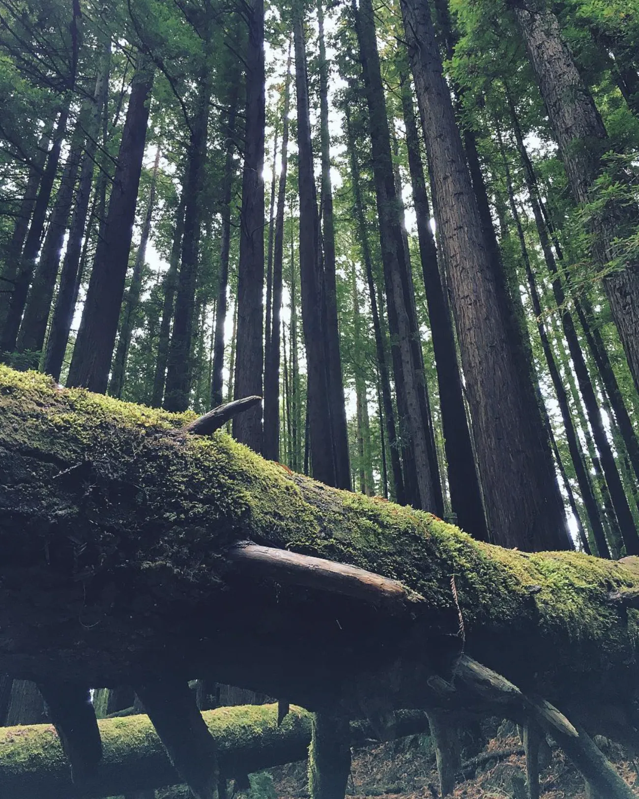 Beech Forest’s history