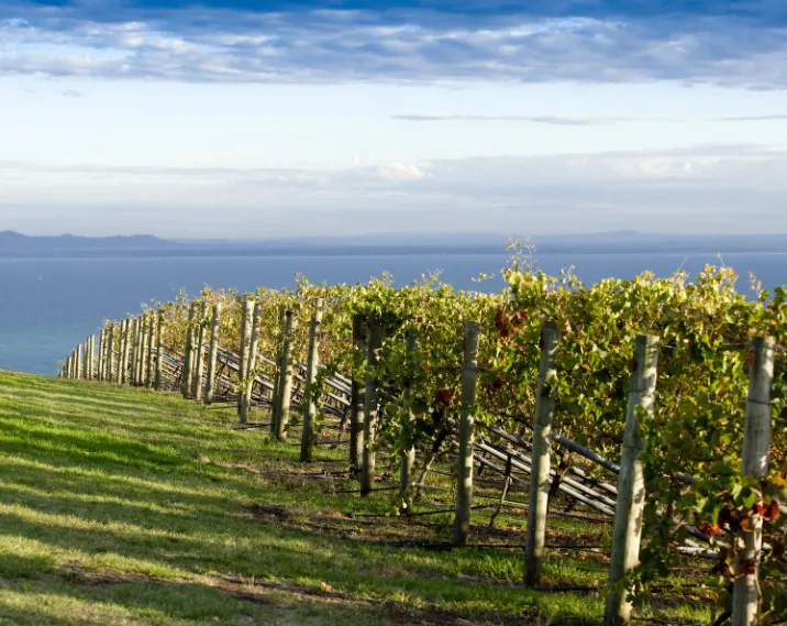 Bellarine Flavour Journey