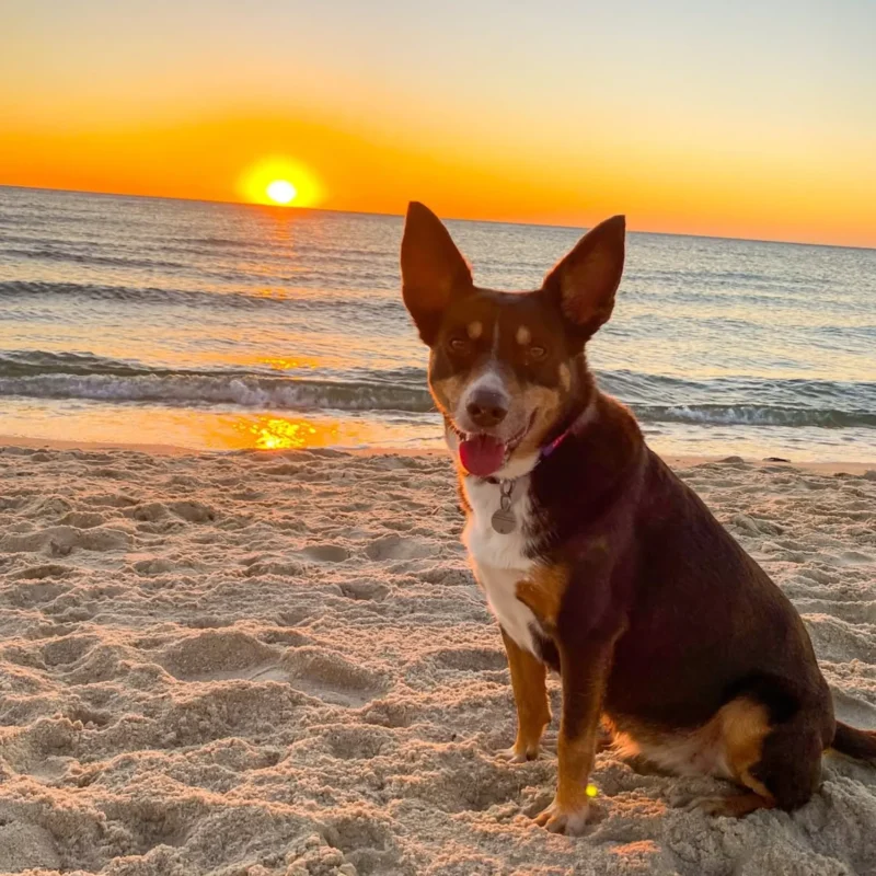 Best Phillip Island Dog-Friendly Beaches