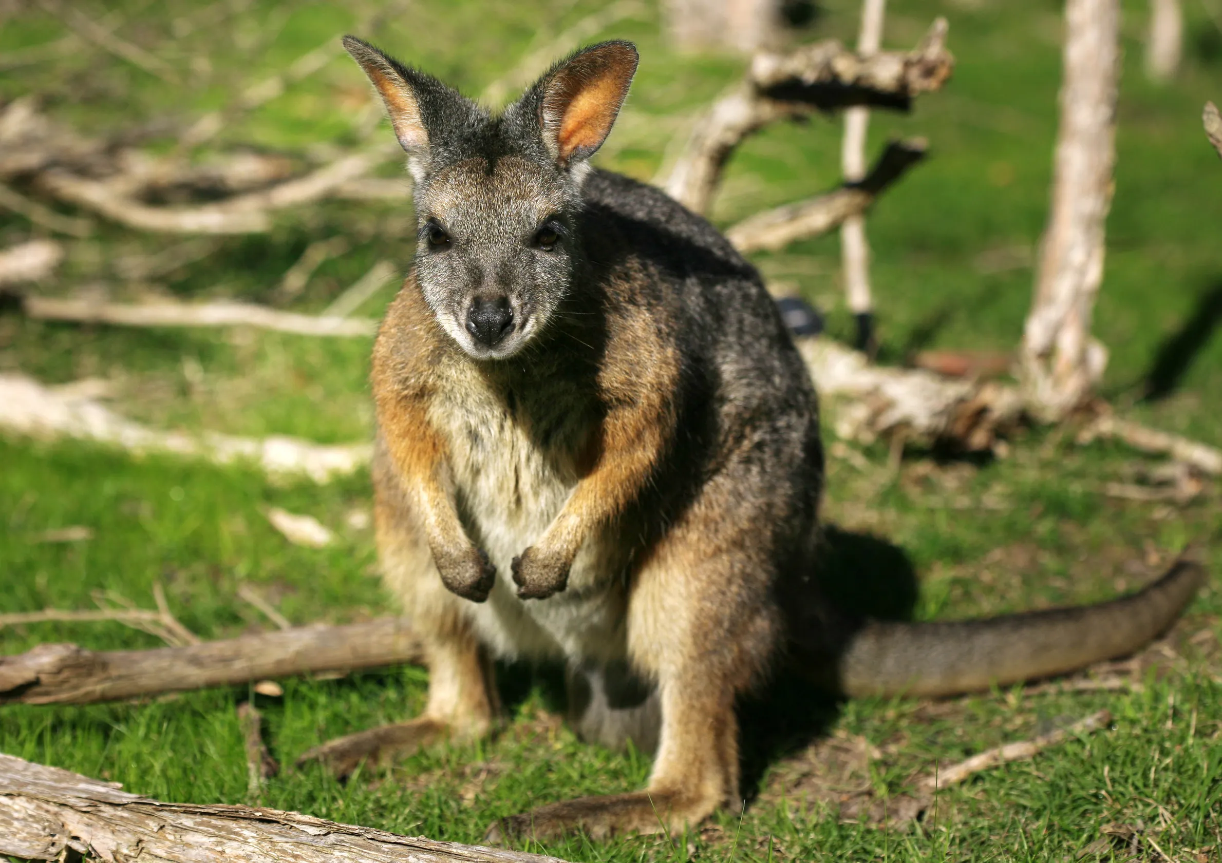 Best Time to Visit Koala