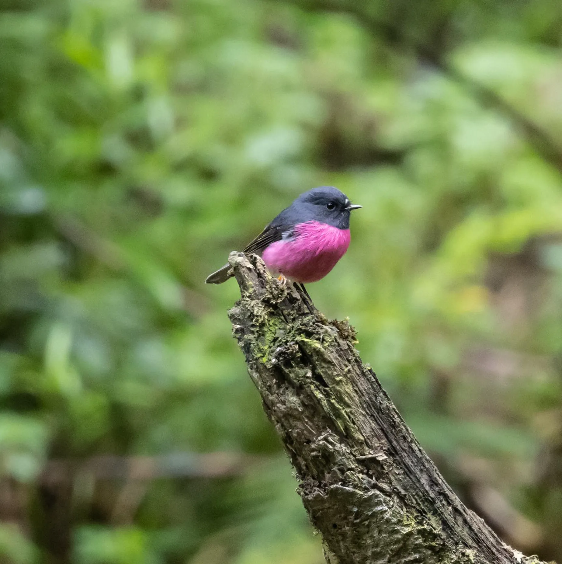 Birdwatching and Wildlife Spotting