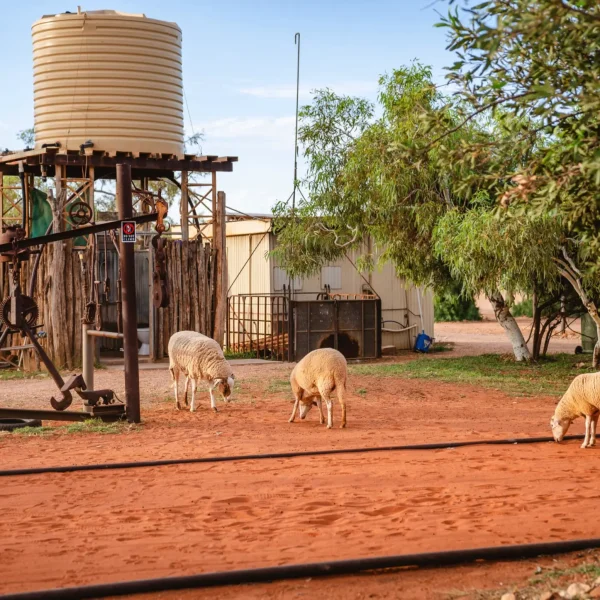 Bullara Station Exmouth Tourism