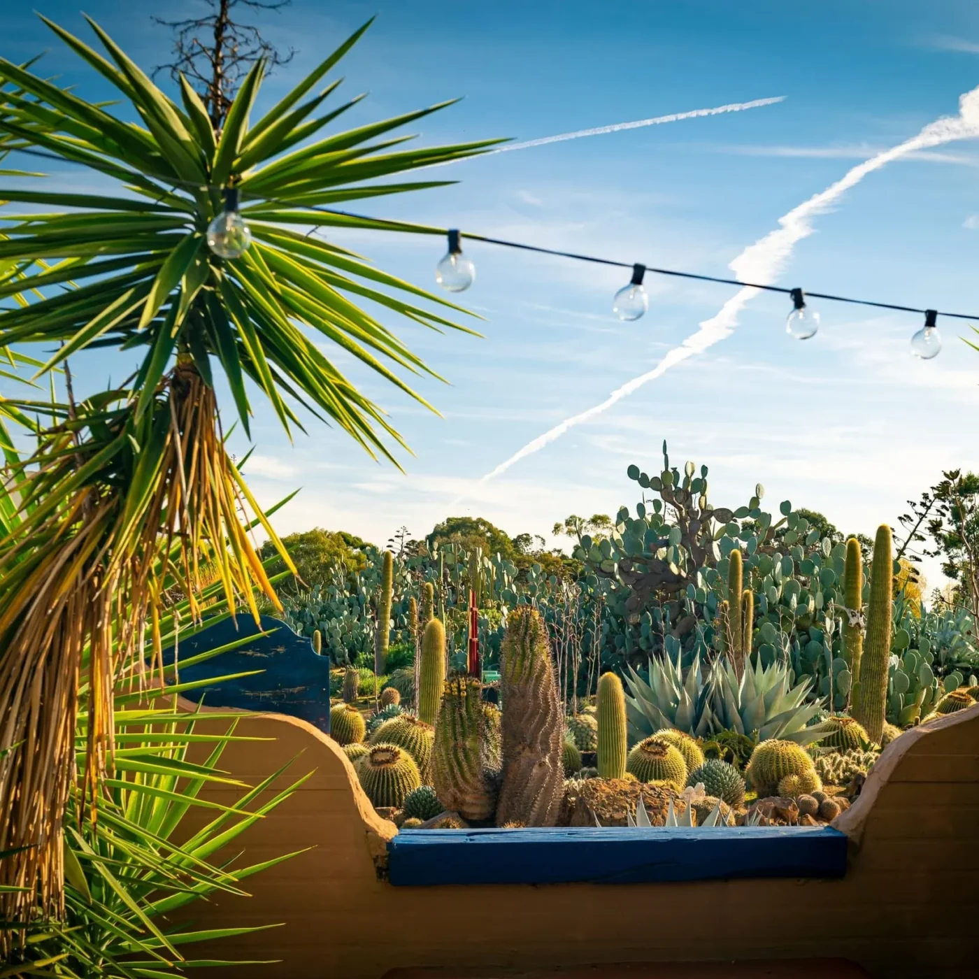 Cactus Country