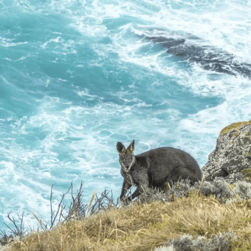 Cape Bridgewater