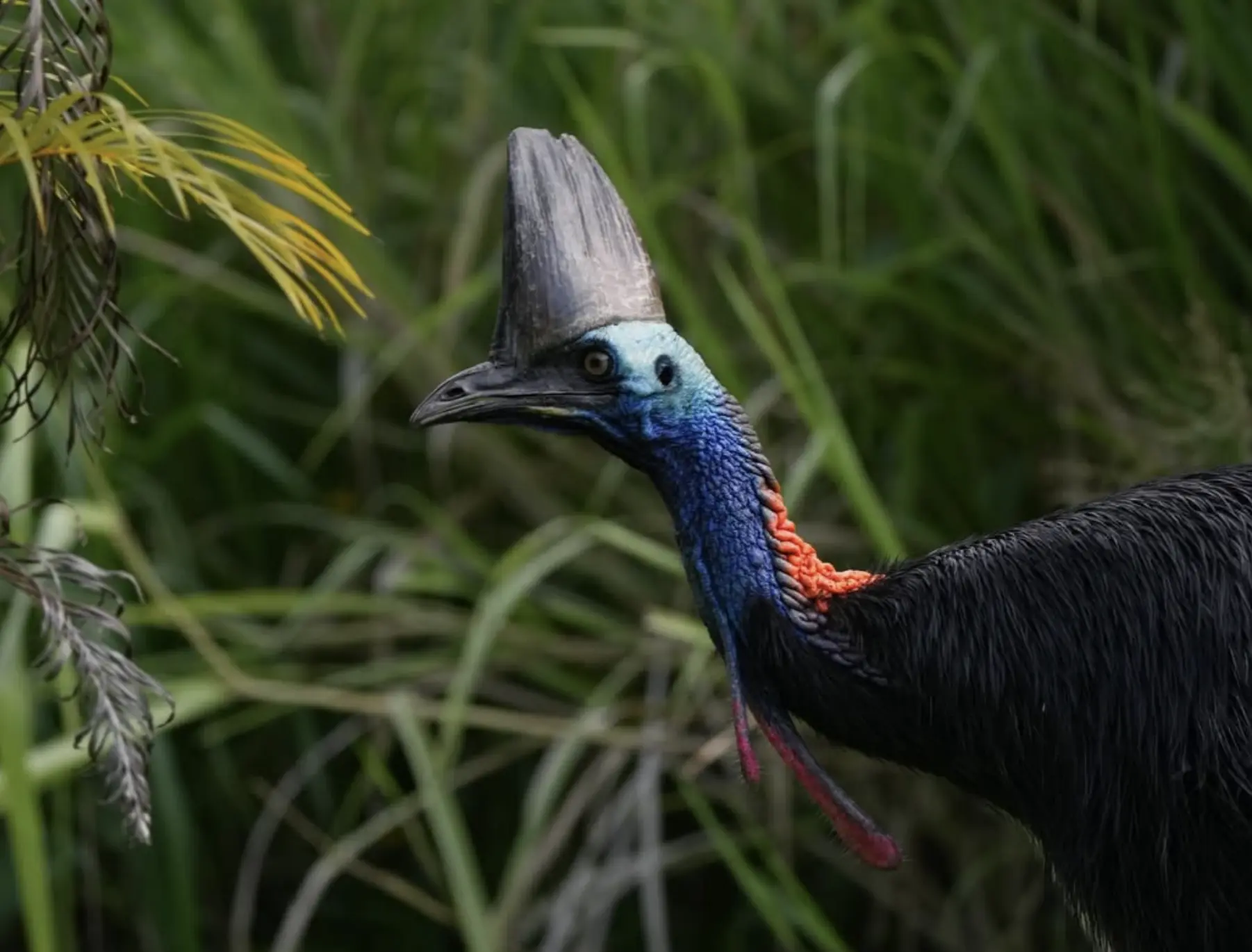 Cassowaries Deserve Respect