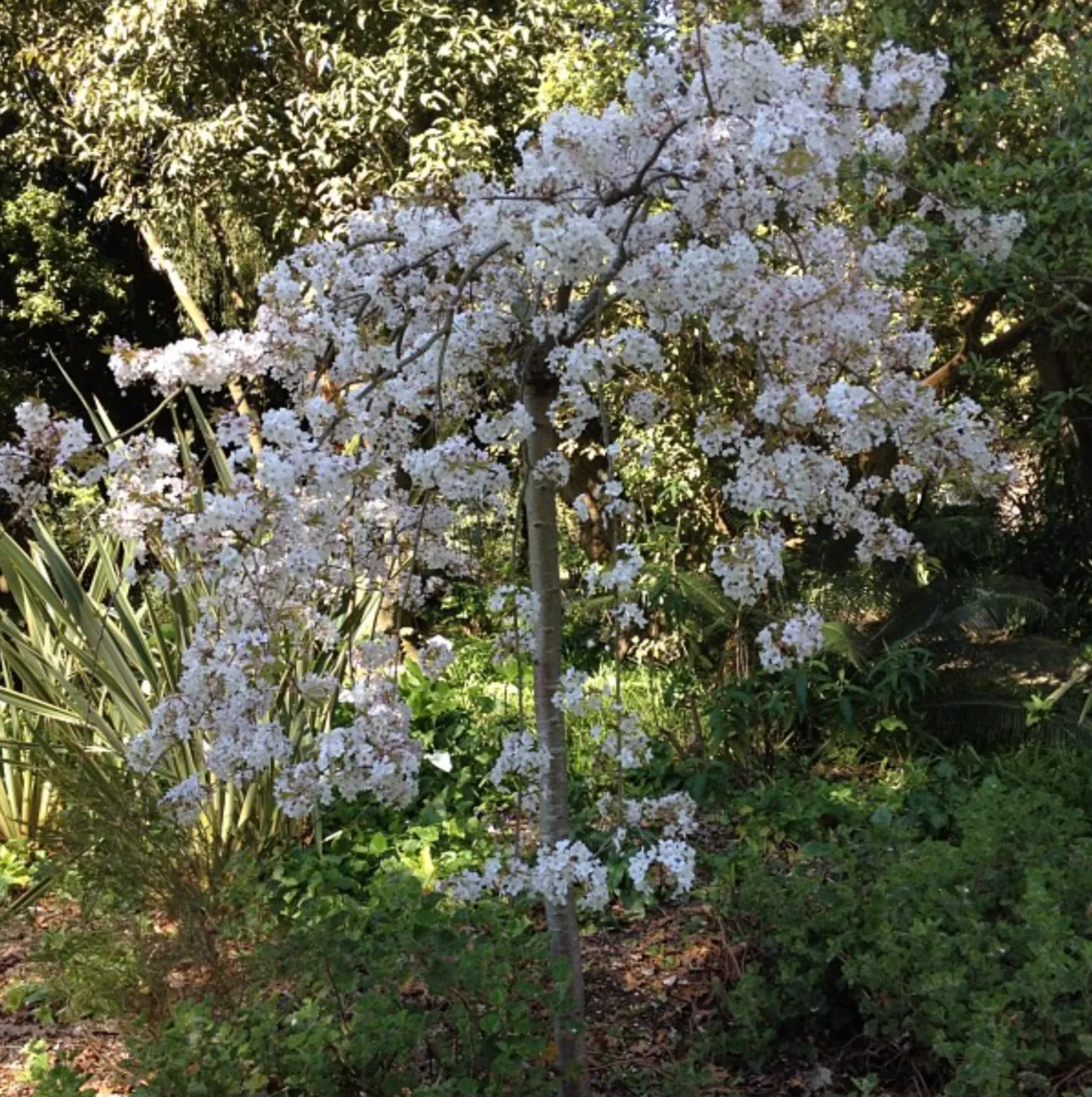 Colac Botanic Gardens