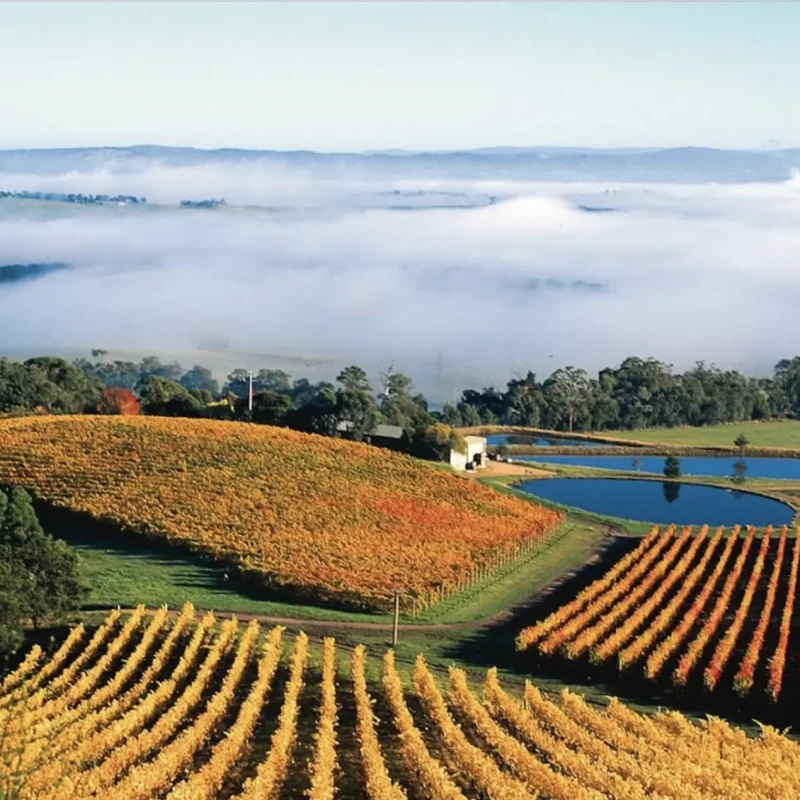 Coldstream Hills Cellar Door