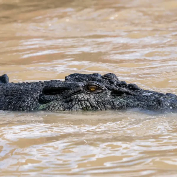 Darwin Crocodiles