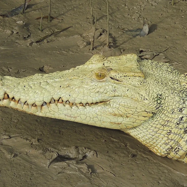Darwin Crocs Tour