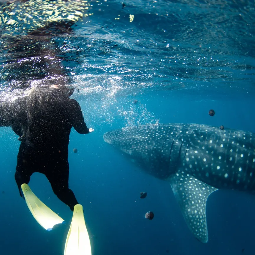 Delve into Snorkelling at Jervis Bay