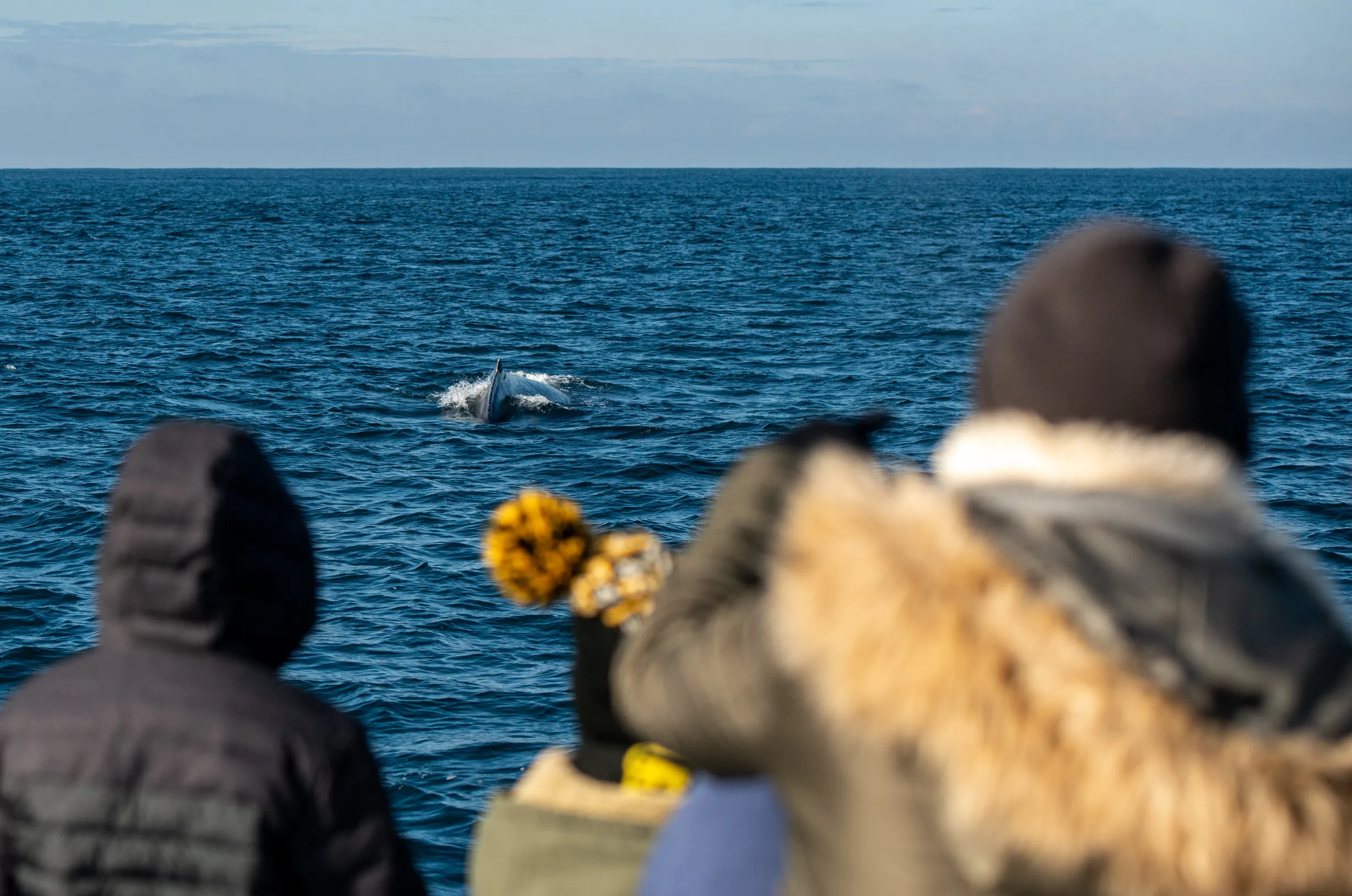 Dolphin & Whale Cruise
