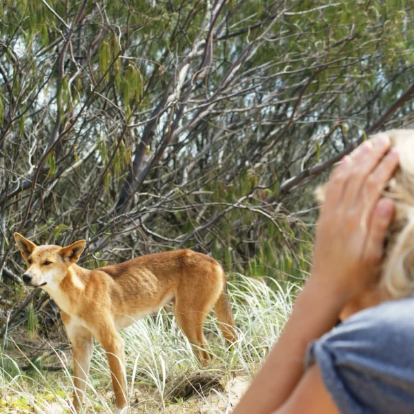 East Coast Australia comfort tour