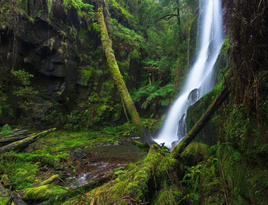 Enchanted Forest