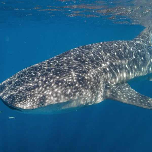 Exmouth Dive & Whalesharks Tourism