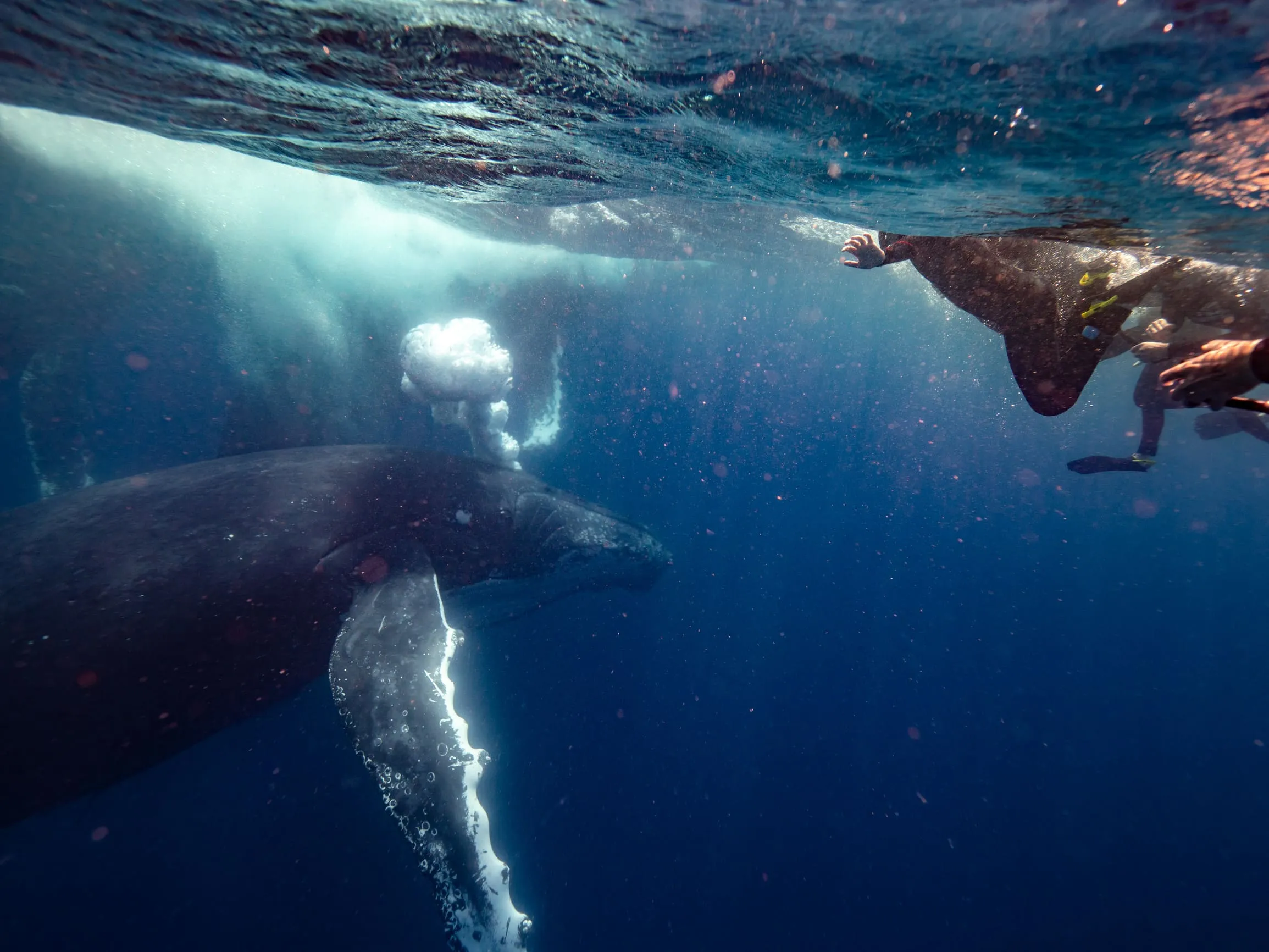 Experience swimming with humpback whales