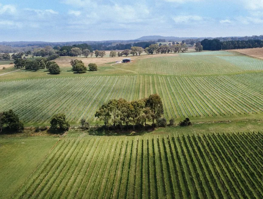 Experience the local wineries in Lorne