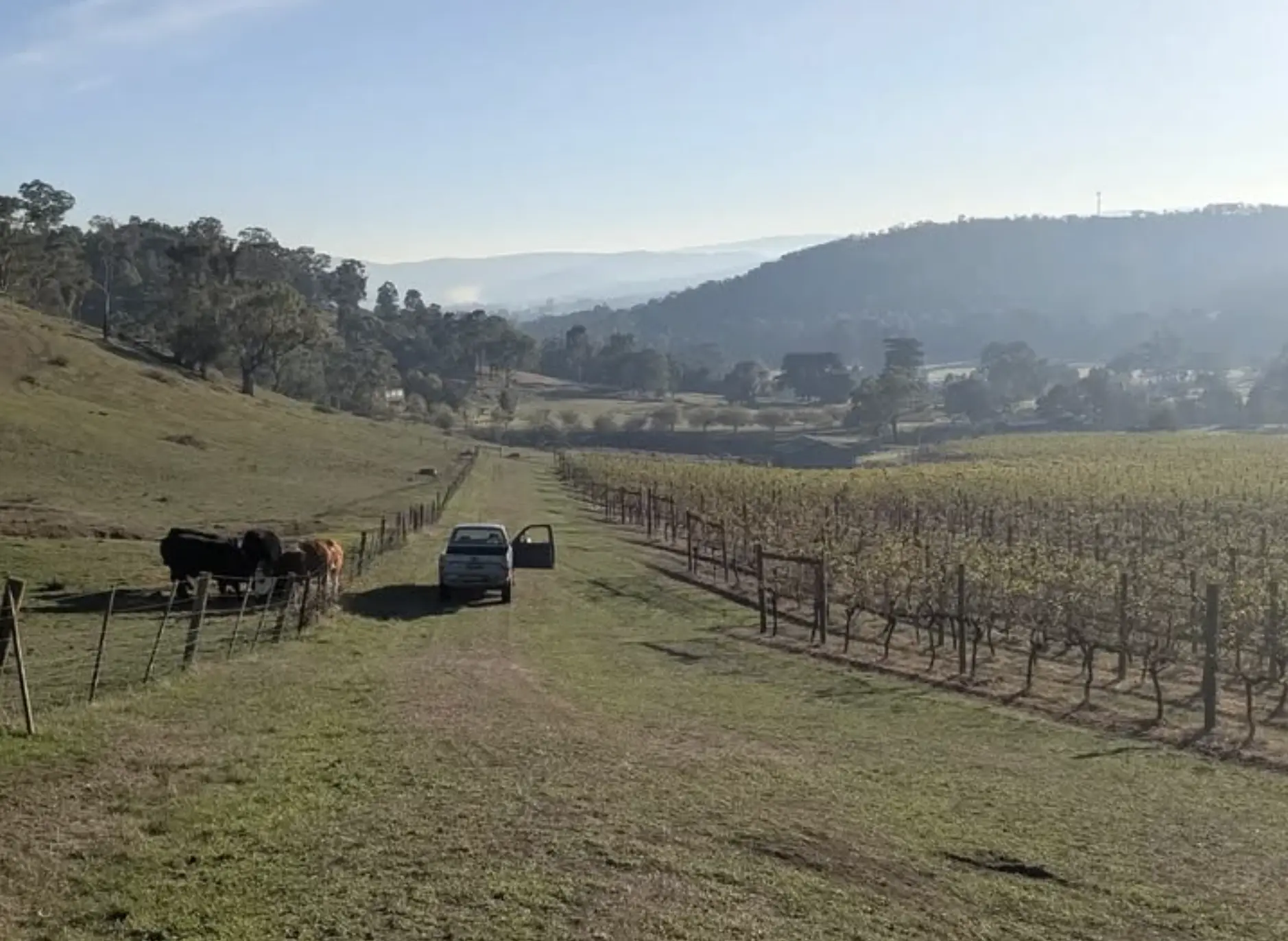 Exploring the Vineyards