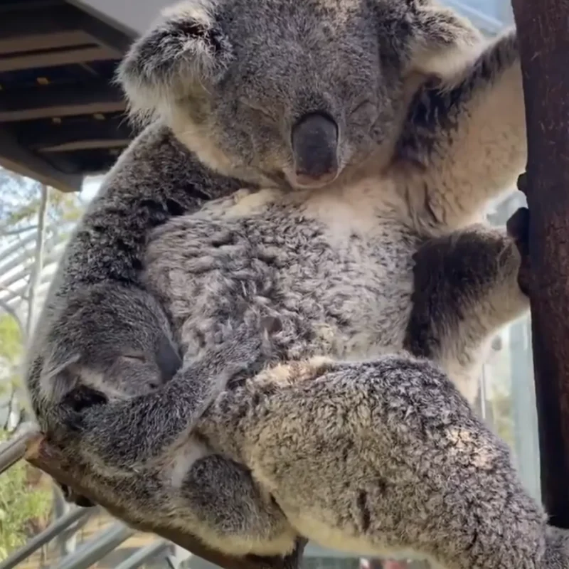 Feel Good Koala Story
