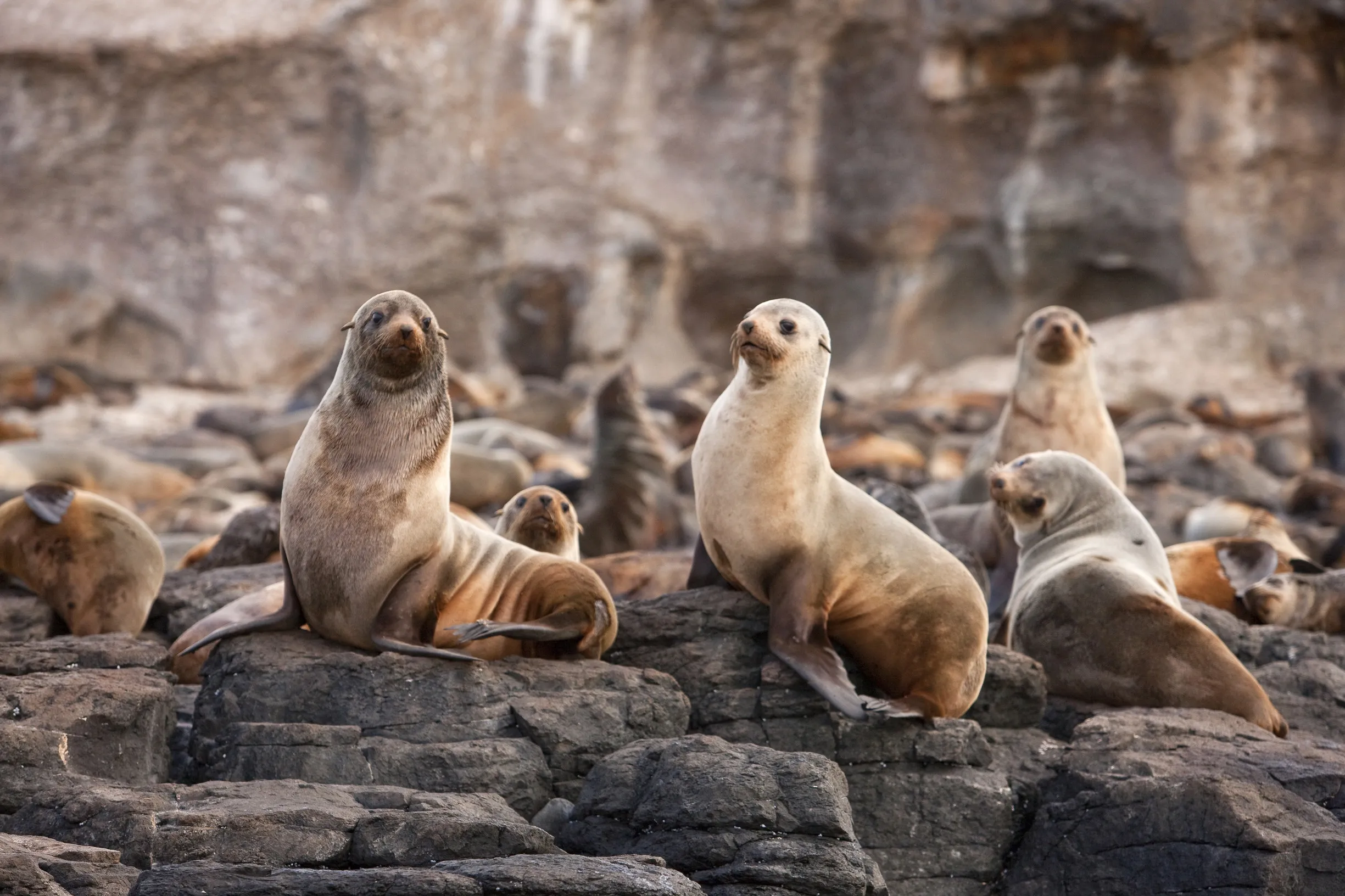 Seal Rocks Phillip Island Discover Australia s Largest Fur Seal Colony