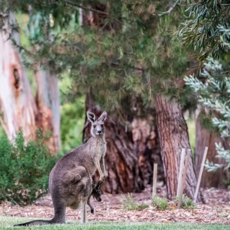 Grampians wildlife adventure
