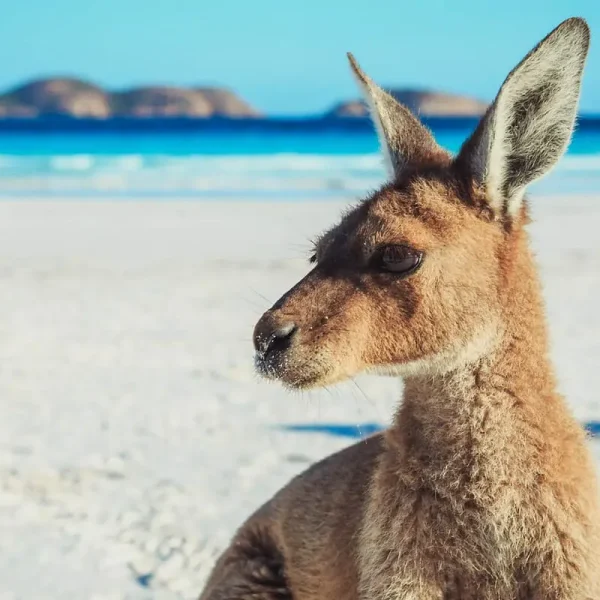 Great Ocean Drive Esperance