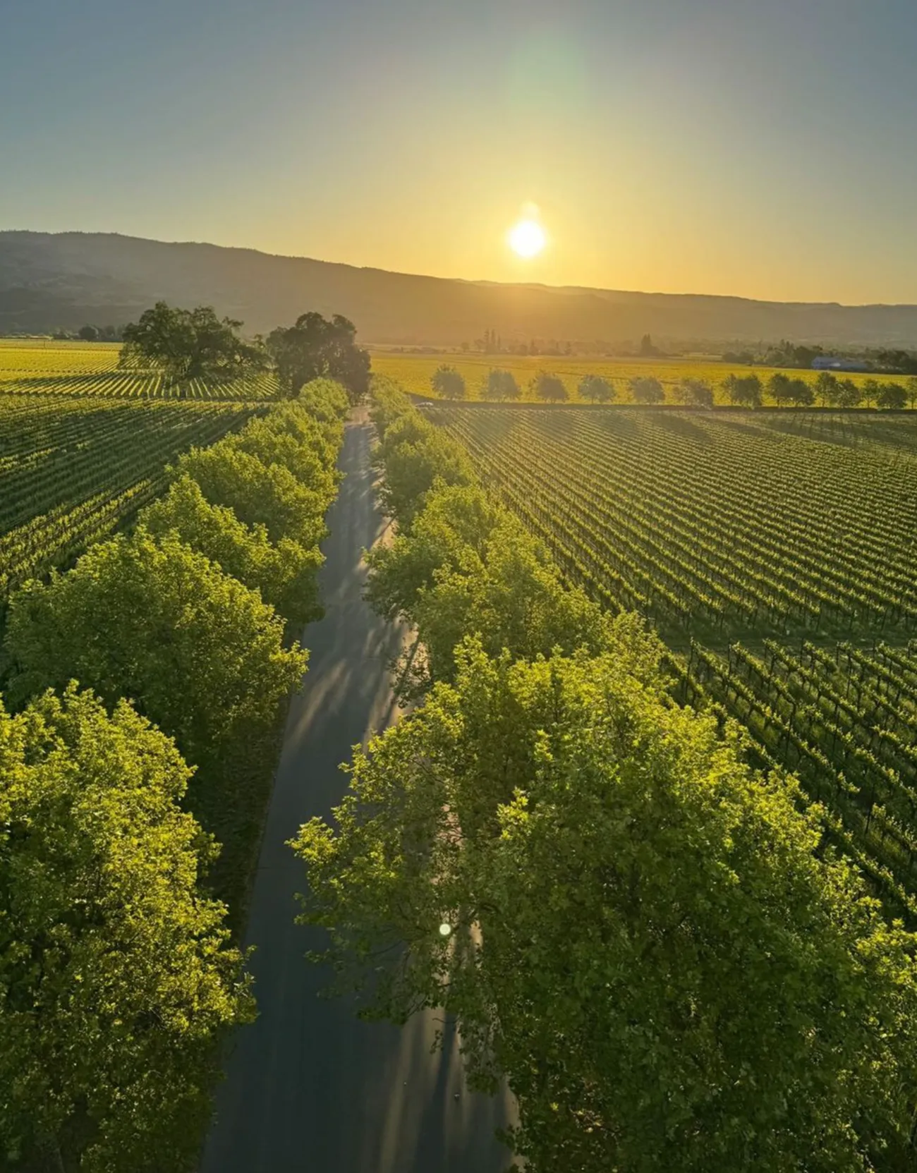 Great Ocean Road wine region