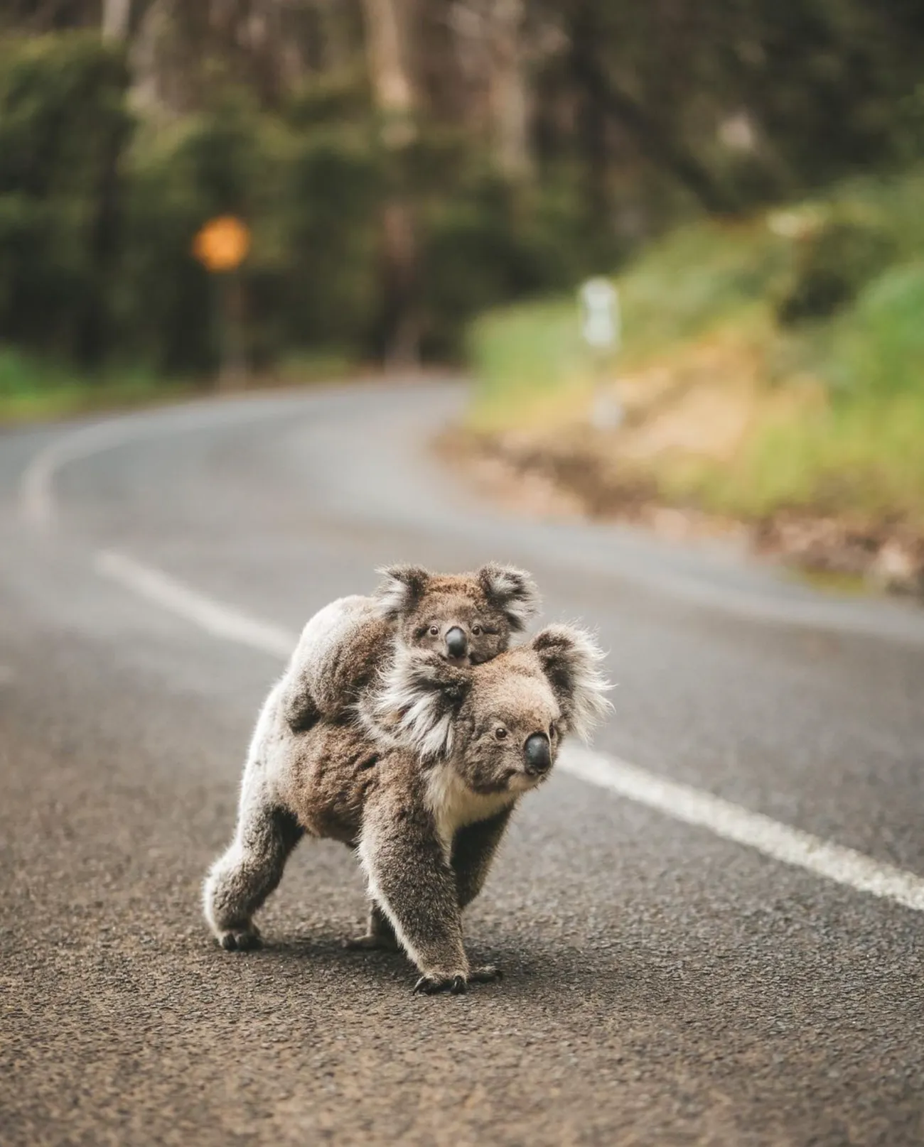 Great Otway National Park