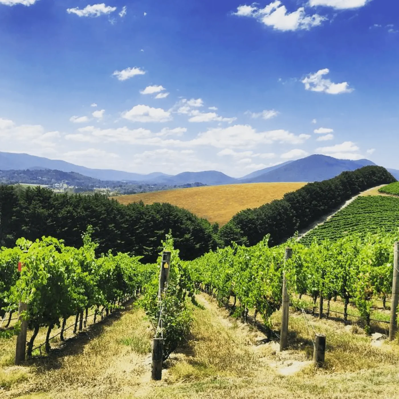 Hanrahan Vineyard