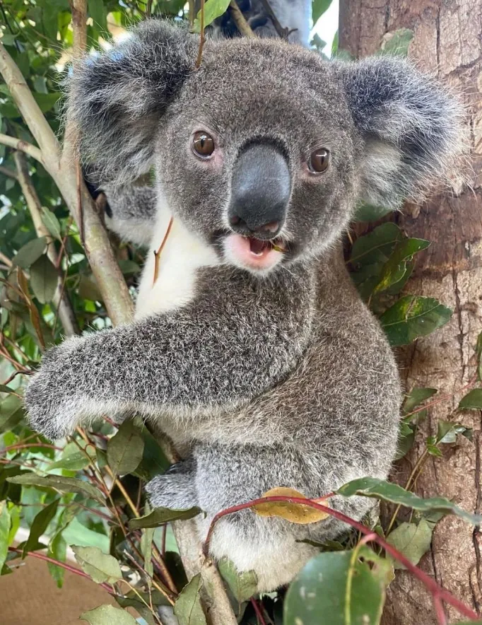 Help save koalas at Port Stephens Koala Sanctuary